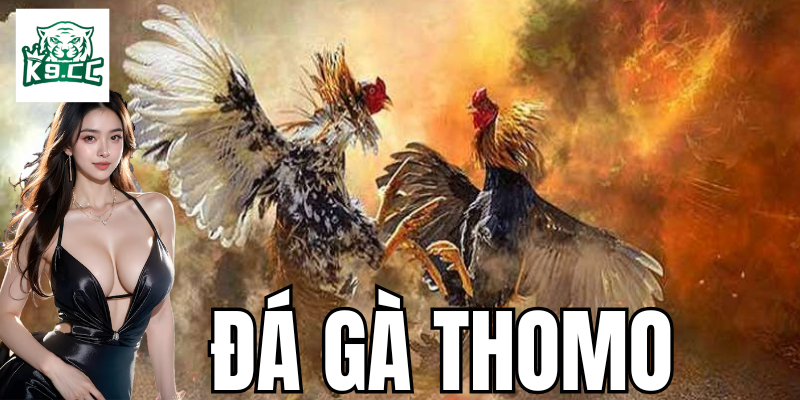 Đá Gà Thomo - Bí Kíp Cá Cược Đỉnh Cao Từ K9CC Cho Kê Thủ Cách thức tổ chức các trận đá gà thomo ra sao?