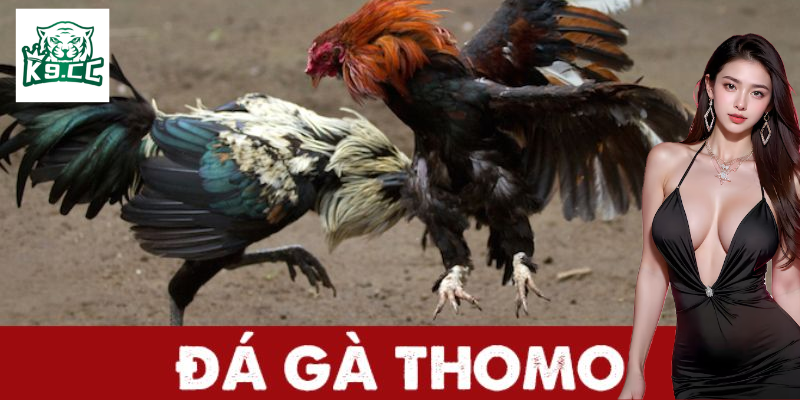 Đá Gà Thomo - Bí Kíp Cá Cược Đỉnh Cao Từ K9CC Cho Kê Thủ Đá gà thomo là gì?