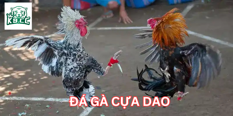 Đá Gà Cựa Dao - Bí Quyết Thắng Lớn Trong Các Trận Đỉnh Cao Đá Gà Cựa Dao và những lưu ý quan trọng